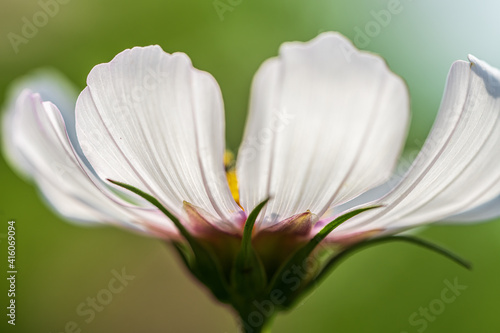 Fototapeta Naklejka Na Ścianę i Meble -  closeup of Galsang flower petal