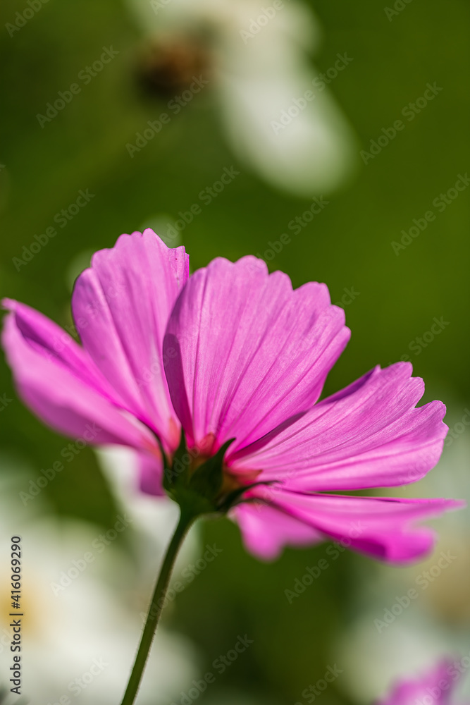 closeup of Galsang flower petal