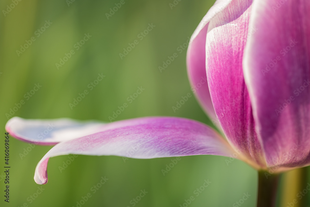closeup of tulip petal in sunlight closeup of tulip petal in sunlight
