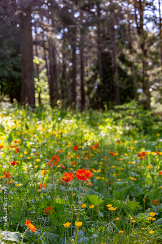 Fototapeta Naklejka Na Ścianę i Meble -  Colorful blooming meadow flowers in the forest