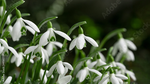 White fresh snowdrops flower   Galanthus   on green meadow in sunny garden . Easter spring background