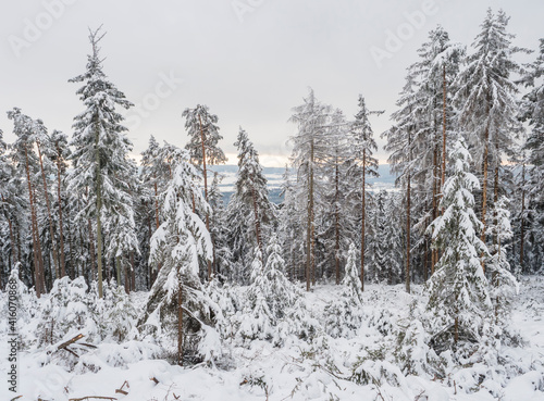 View of winter landscape with fields downhill over snowy spruce tree forest with snow covered conifers. Brdy Mountains, Hills in central Czech Republic, cloudy evening
