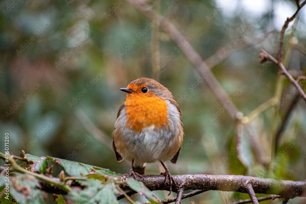 Robin red breast sitting in a tree Robin red breast sitting in a tree