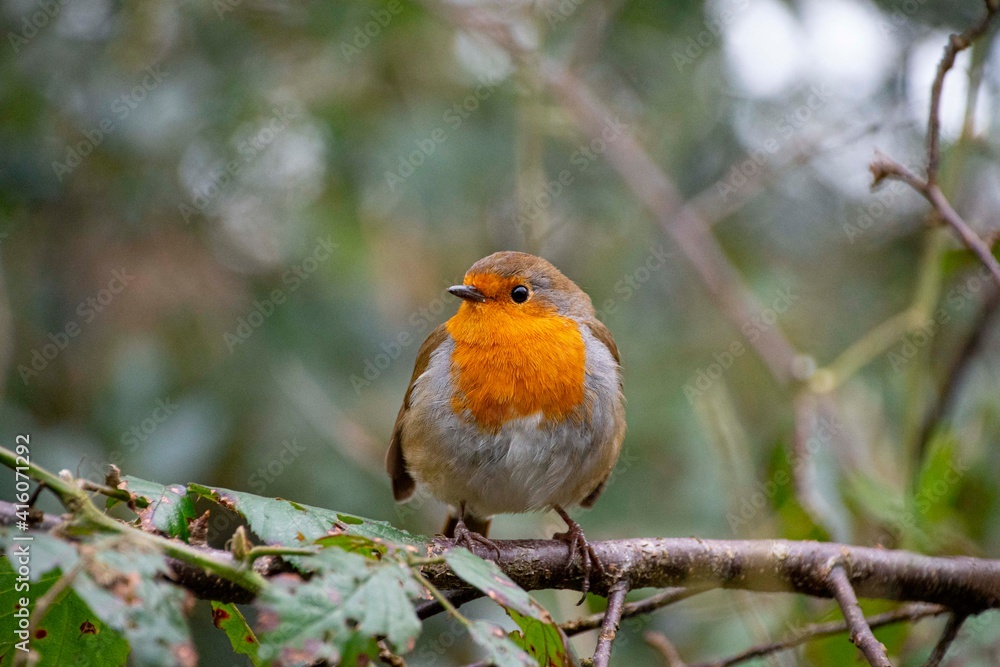 Robin red breast sitting in a tree Robin red breast sitting in a tree