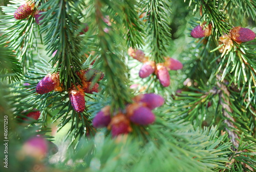 small pink cones on a fir-tree among needles