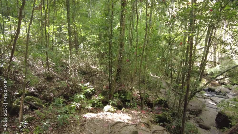 Tropical rainforest at Phu Kradueng national park in Thailand
Tropical rainforest at Phu Kradueng national park in Thailand