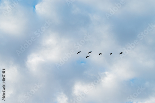 Silhouettes of flock birds cranes with with open wings on a blue sky with white clouds
