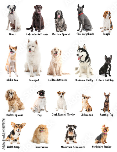 Different breeds of dogs on white background