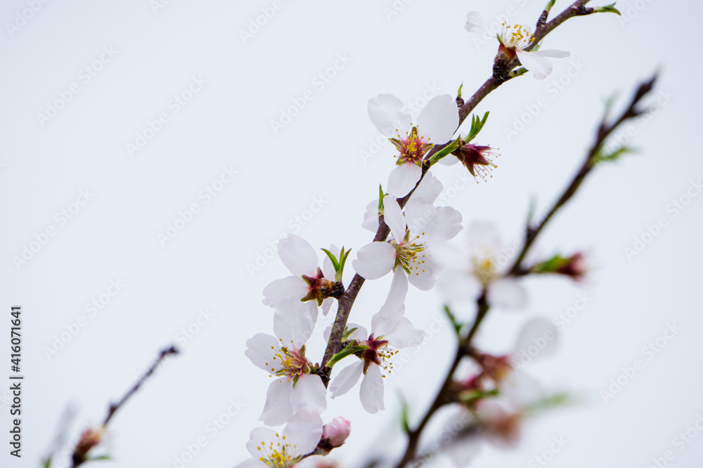Almonds blossoms