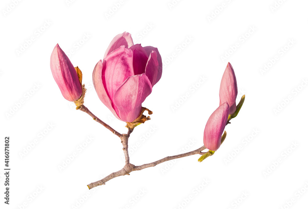 Fototapeta premium pink flower of magnolia spring branch isolated on white background