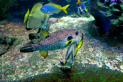 fish in aquarium