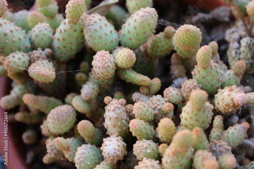 Cactus Plant Nature Detail