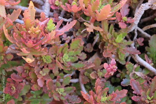 Cactus Plant Nature Detail