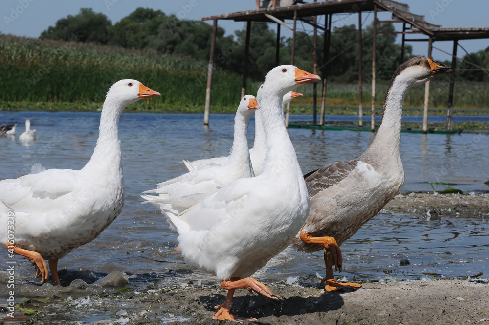 Funny goose flock Funny goose flock