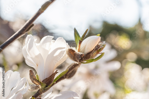 Blüte1