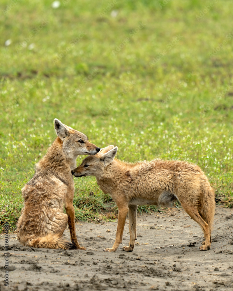 Fototapeta premium The golden jackal (Canis aureus) family in Ngorongoro Crater floor, Unesco World Heritage Site in Tanzania, Africa.