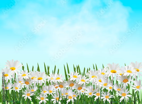 Spring background with chamomile flowers, green grass, blue sky.