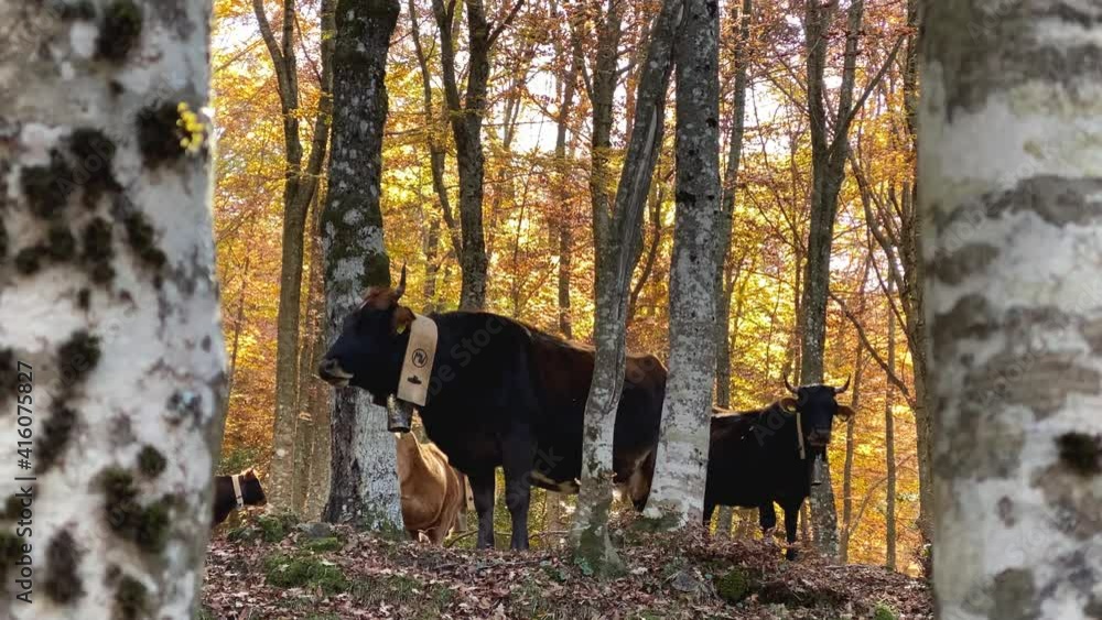 Cows grazing inside the beech forest in autumnal dress on the Nebrodi mountains in Sicily. Nebrodi ridge between Etna and the Tyrrhenian Sea. Italy. Cows grazing inside the beech forest in autumnal dress on the Nebrodi mountains in Sicily. Nebrodi ridge between Etna and the Tyrrhenian Sea. Italy.
