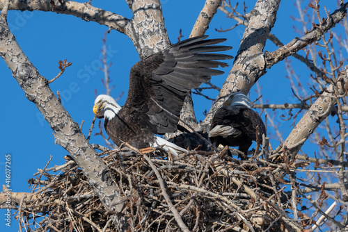 Bald eagle (Haliaeetus leucocephalus) building nest Calgary, Carburn Park, Alberta, Canada