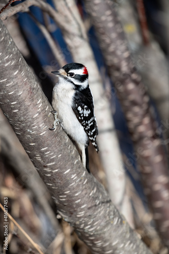 Downy woodpecker (Picoides pubescens) on a fence post Calgary, The Weaselhead, Alberta, Canada