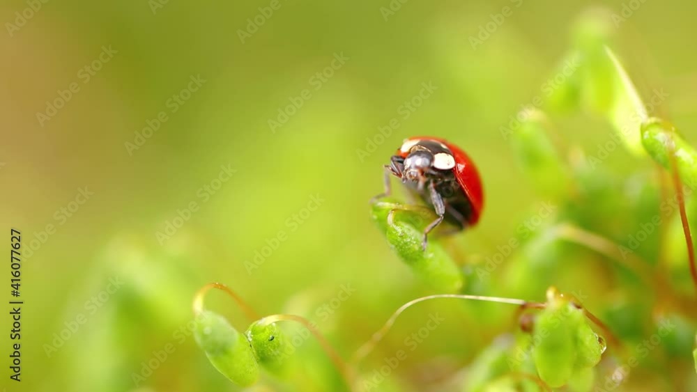 Close-up wildlife of a ladybug in the green grass in the forest Close-up wildlife of a ladybug in the green grass in the forest