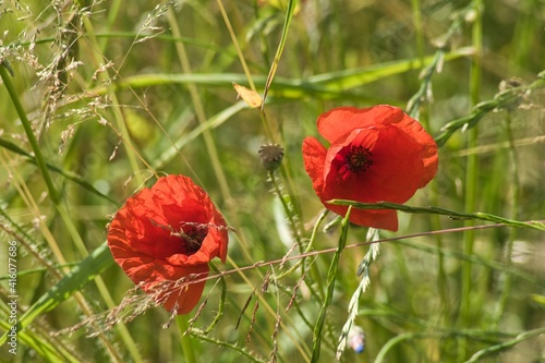 dwa czerwone kwiaty maków w gęstej wiosennej trawie