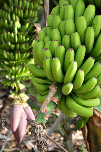 Primer plano de una piña de plátanos con fondo desenfocado en una plantación de las islas Canarias