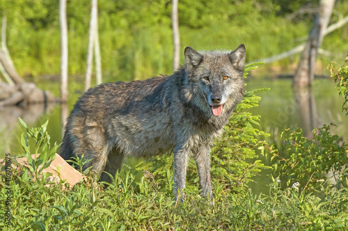 Gray wolf portriit beside pond