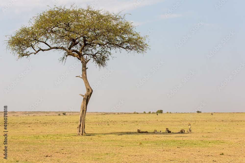 Obraz premium Cheetah Coalition Under Tree