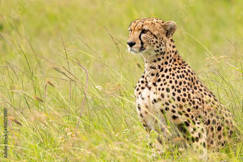 Cheetah Profile