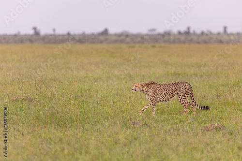 Cheetah poised to chase prey