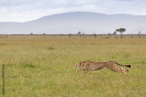 Cheetah chasing Prey