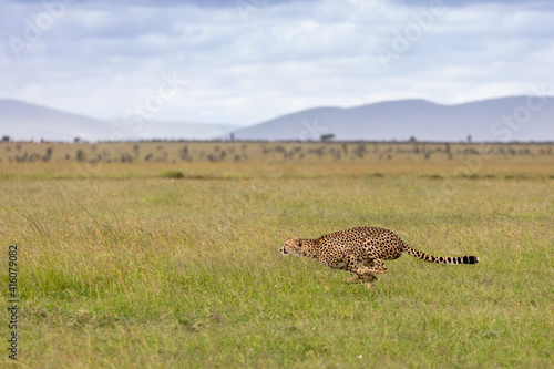 Cheetah chasing prey © Claire