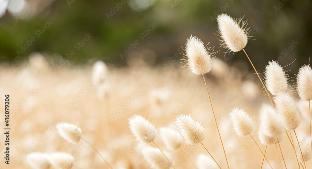 macro close up of wild grass seed in rural countryside