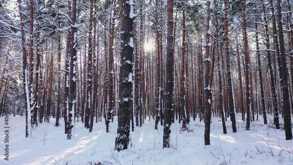 Sunset in the wood between the trees strains in winter period aerial view. Sunset in the wood between the trees strains in winter period aerial view.