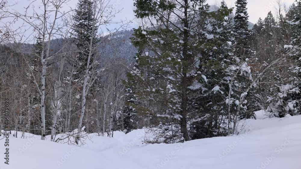 Snow falling while hiking on trail through the forest in Utah during winter.