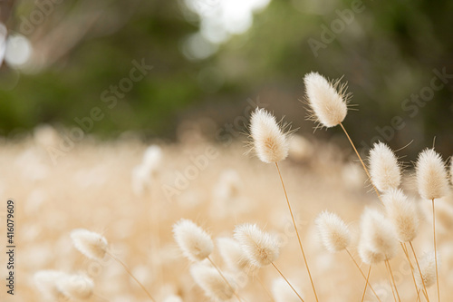 macro close up of wild grass seed in rural countryside