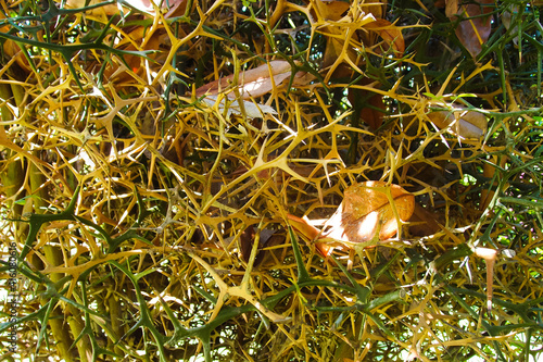 Poncirus trifoliata monstrosa, trifoliate orange, thorn bush photo