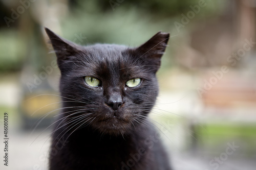 Muzzle of black street cat with ragged ear.