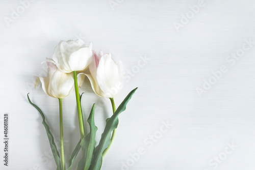 Greeting card with white tulips on white background. Space for text  flat lay