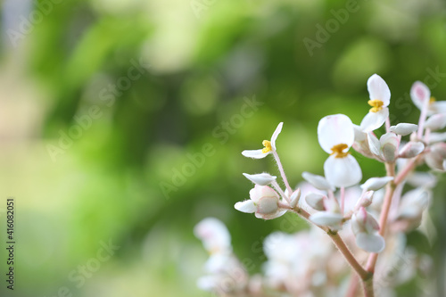 Fototapeta Naklejka Na Ścianę i Meble -  White Begonia flower close up