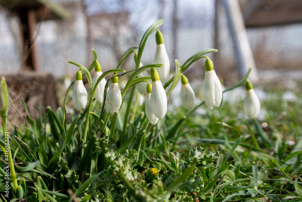 The first spring flowers of white snowdrops in the park. Snowdrops on last year's yellow foliage. Snowdrop flower close-up. Spring flowers. The first spring flowers of white snowdrops in the park. Snowdrops on last year's yellow foliage. Snowdrop flower close-up. Spring flowers.