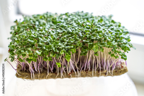 microgreen foliage background. Close-up of broccoli 6 days microgrin. Seed germination at home. The concept of vegan and healthy food.