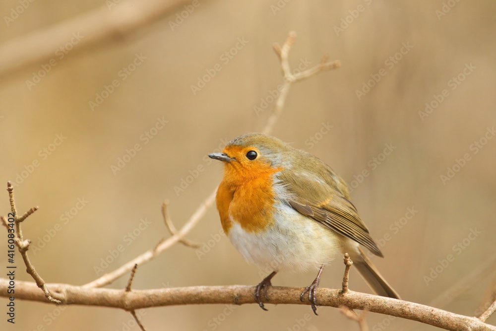 Ein Rotkehlchen sitzt im Frühling auf einem Ast vor sanft warmen Hintergrund, erithacus rubecula