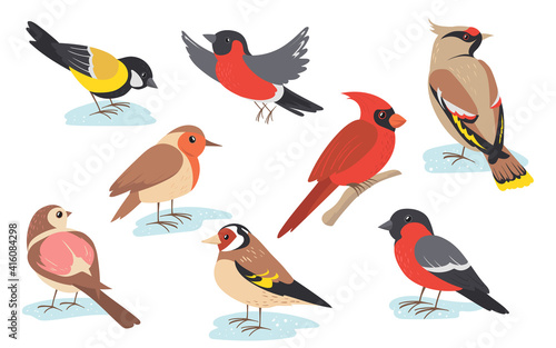 Snowy time winter birds flying or holding branch. Colorful bullfinch, sparrow, tit, thrush set isolated on white. Vector illustration for nature, wildlife, snow season concept