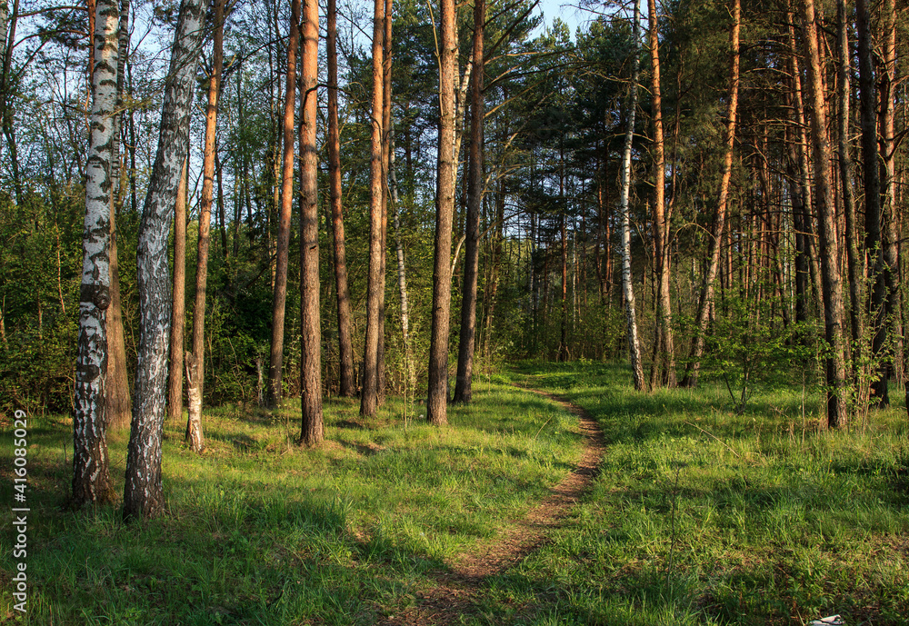 Obraz premium Morning in the pine forest