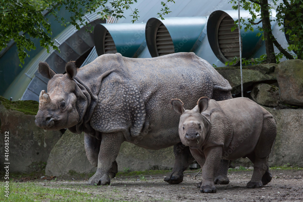 Fototapeta premium Indian rhinoceros (Rhinoceros unicornis).