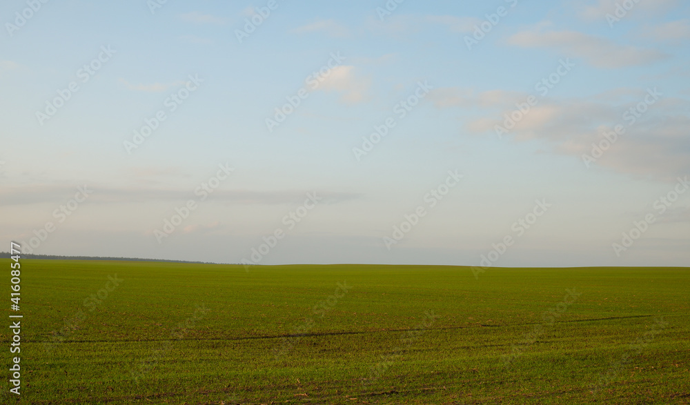 Natural background. Scenery. Green sprouts of wheat blue sky in the rays of the sunset. Natural background. Scenery. Green sprouts of wheat blue sky in the rays of the sunset.