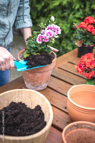 Gardener planting geranium plant into terracotta flower pot. Woman gardening in spring