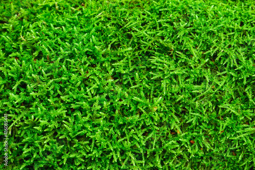 Natural background. Green moss texture close-up with shallow depth of field. Sunlight.